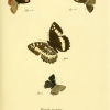 papilio ilicis esper4